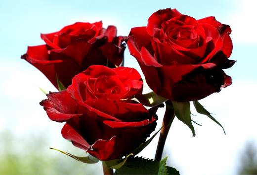 این هنرمند را با گل می‌شناسند
