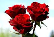 این هنرمند را با گل می‌شناسند