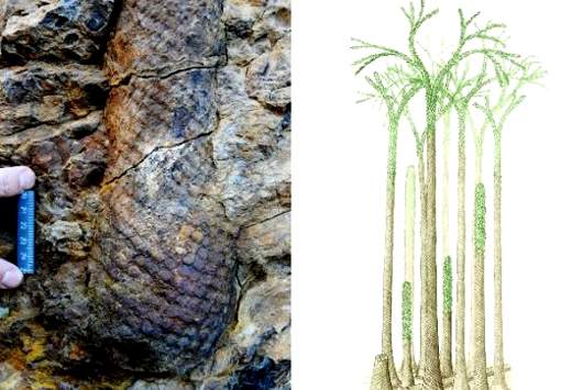 کشف فسیل نخستین درختان قطب شمال