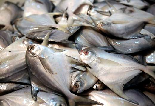 بهبود قدرت بینایی با مصرف روغن ماهی