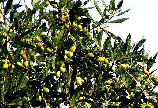 شناسایی تغییر میزبان آفت سفید بالک روی درخت زیتون و پیراکانتا