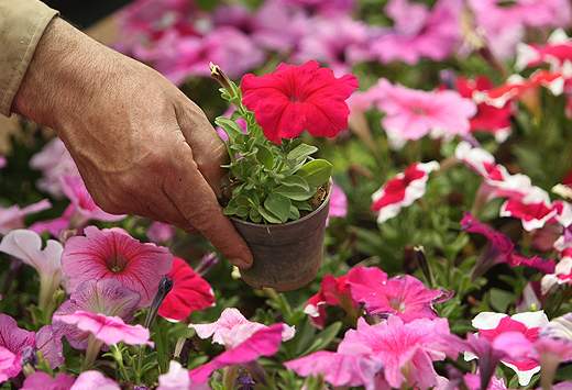 برگزاری دوره های رایگان در ۳ مرکز آموزش گل و گیاه منطقه ۱۰ به مناسبت ماه رمضان