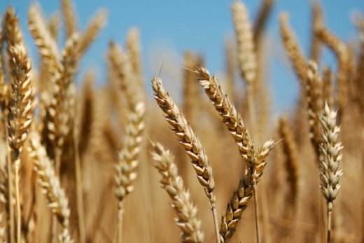 پرداخت مطالبات گندمکاران از محل فروش اوراق مشارکت