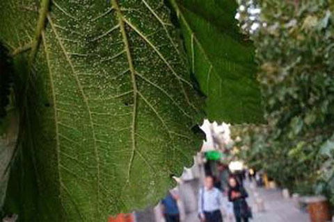 ممنوعیت کاشت درخت توت به عنوان میزبان پشه سفید در منطقه ۱۰ تهران