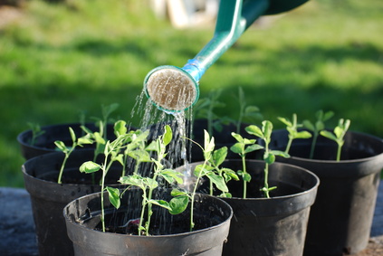 صرفه جویی ۴۰درصدی آب با کاشت گیاهان زینتی به جای چمن