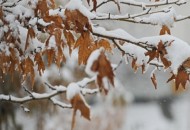 بارش برف و باران در بیشتر مناطق کشور آغاز می‌شود